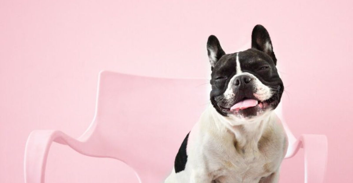 27 Dog Breeds Known for Their Adaptability to Different Lifestyles 1 27 Dog Breeds Known for Their Adaptability to Different Lifestyles