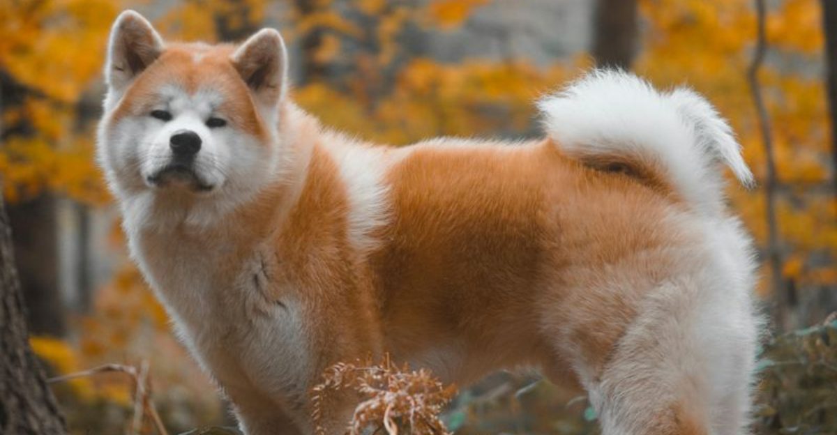 27 Dog Breeds Ranked by Loyalty – From the Most Devoted to the Surprisingly Independent 1 27 Dog Breeds Ranked by Loyalty – From the Most Devoted to the Surprisingly Independent