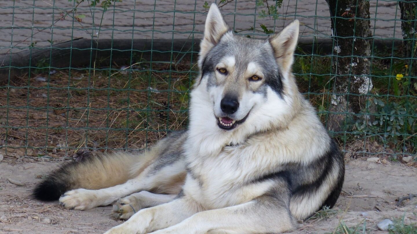 27 Dog Breeds That Closely Resemble Wolves in Looks and Temperament 1 27 Dog Breeds That Closely Resemble Wolves in Looks and Temperament