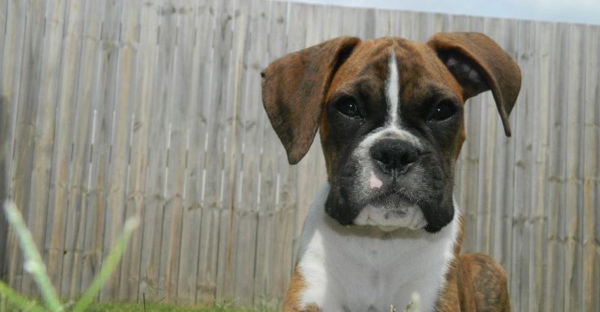 27 Dog Breeds That Show Loyalty Through Affection and Daily Companionship 1 27 Dog Breeds That Show Loyalty Through Affection and Daily Companionship