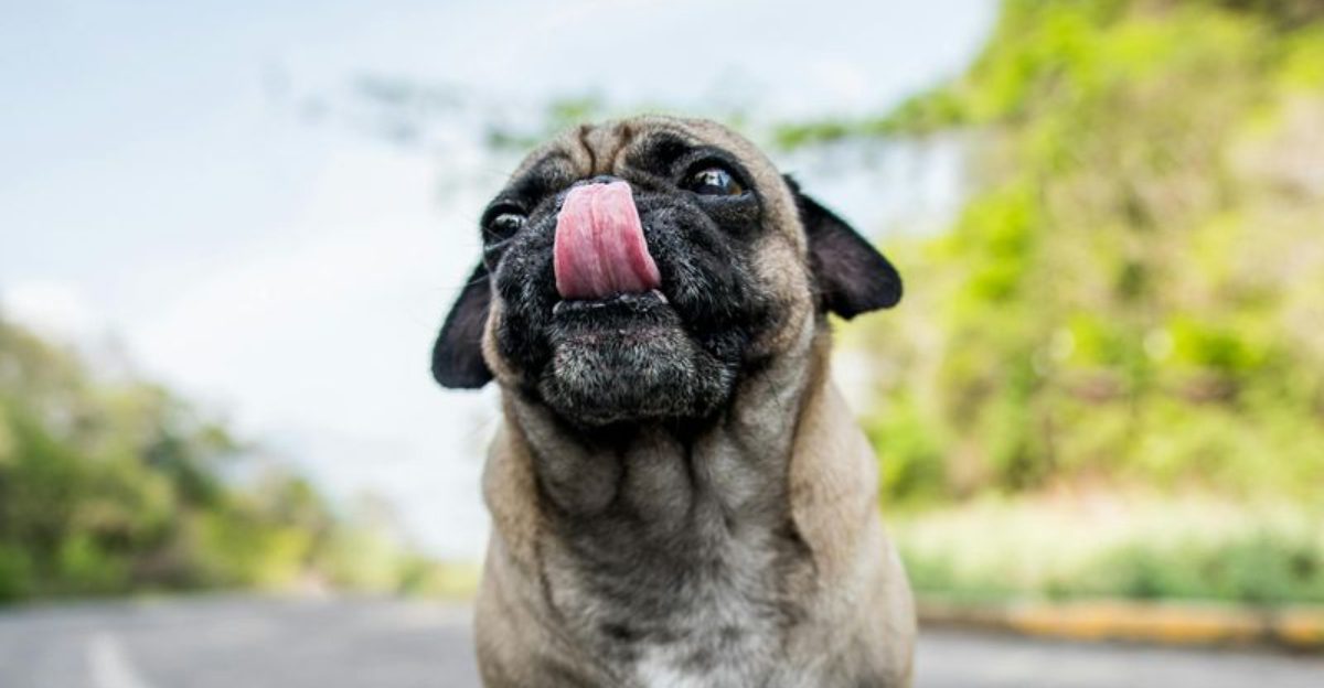 27 Gentle Dog Breeds Perfect for Learning the Joys of Dog Ownership 1 27 Gentle Dog Breeds Perfect for Learning the Joys of Dog Ownership