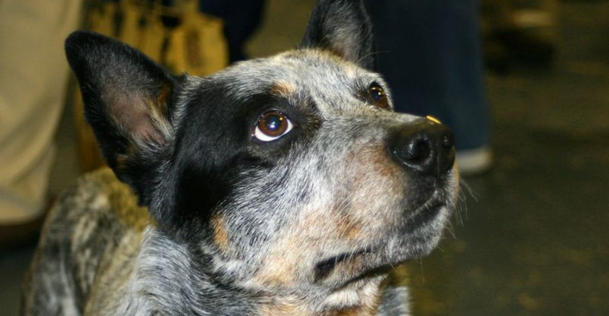 28 Dog Breeds That Demand Patience, Skill, and Leadership 1 28 Dog Breeds That Demand Patience Skill and Leadership