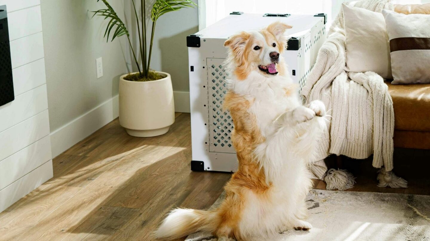 28 Small Dog Breeds Well-Suited for Apartment Living 1 28 Small Dog Breeds Well Suited for Apartment Living