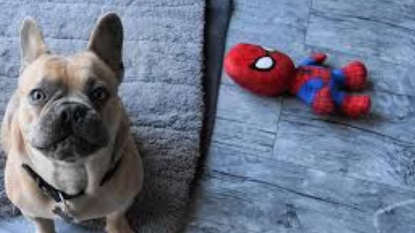 28 Trustworthy Dog Breeds Known for Their Unshakable Loyalty 1 28 Trustworthy Dog Breeds Known for Their Unshakable Loyalty