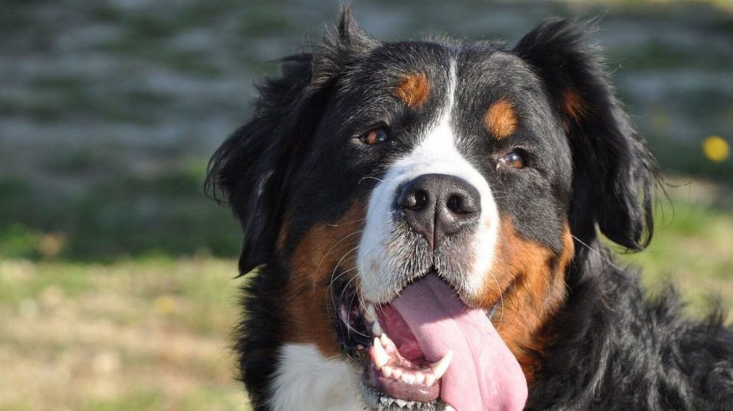 29 Big Dog Breeds with Gentle Temperaments 1 29 Big Dog Breeds with Gentle Temperaments