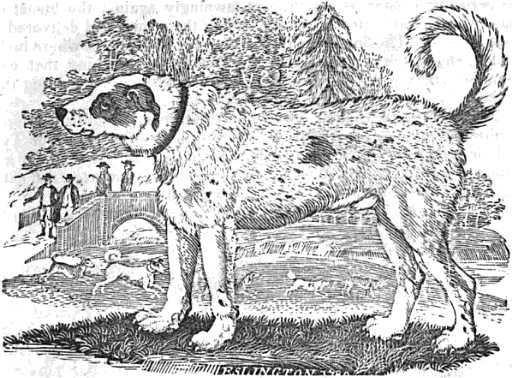 19 Extinct Dog Breeds and How They Shaped Today’s Canine World 4 Bewicks newfoundland