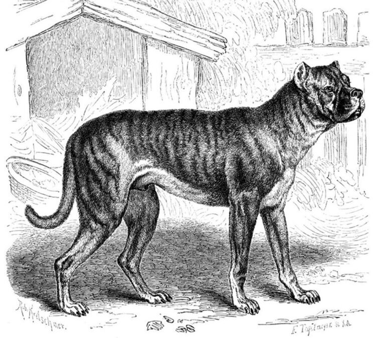 19 Extinct Dog Breeds and How They Shaped Today’s Canine World 3 Bullenbeiser