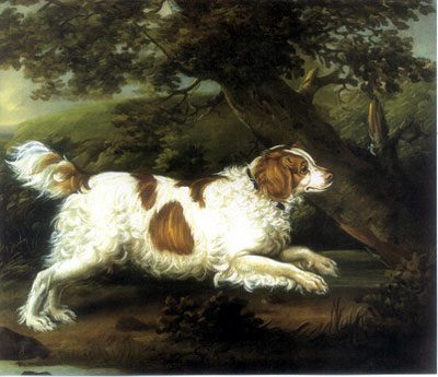19 Extinct Dog Breeds and How They Shaped Today’s Canine World 15 English Water Spaniel