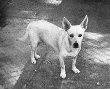 19 Extinct Dog Breeds and How They Shaped Today’s Canine World 7 Hawaiian Poi Dog from Jack L. Throps program c. 1969