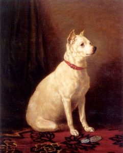 19 Extinct Dog Breeds and How They Shaped Today’s Canine World 5 Old English White Terrier