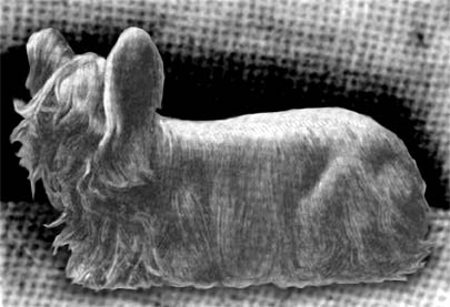 19 Extinct Dog Breeds and How They Shaped Today’s Canine World 8 Paisley1903
