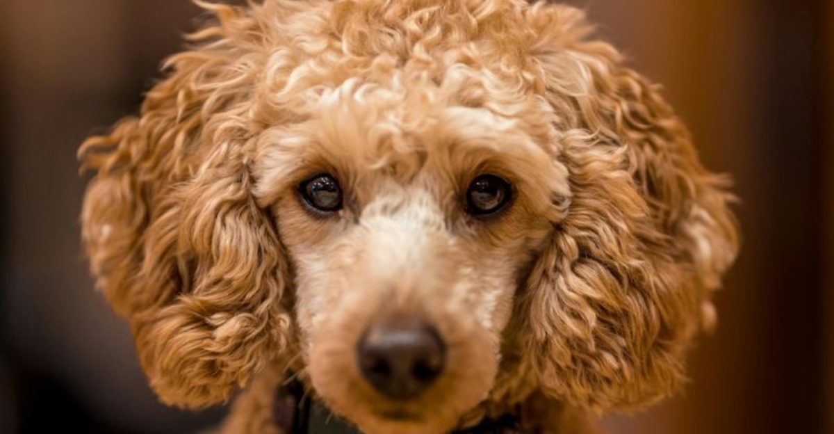 Poodles Aren’t the Only Hypoallergenic Dogs — Meet 24 More Allergy-Friendly Breeds 1 Poodles Arent the Only Hypoallergenic Dogs — Meet 24 More Allergy Friendly Breeds