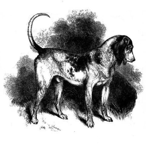 19 Extinct Dog Breeds and How They Shaped Today’s Canine World 12 Southern Hound