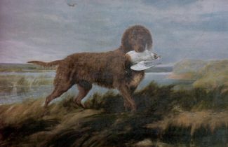 19 Extinct Dog Breeds and How They Shaped Today’s Canine World 11 Tweed Water Spaniel