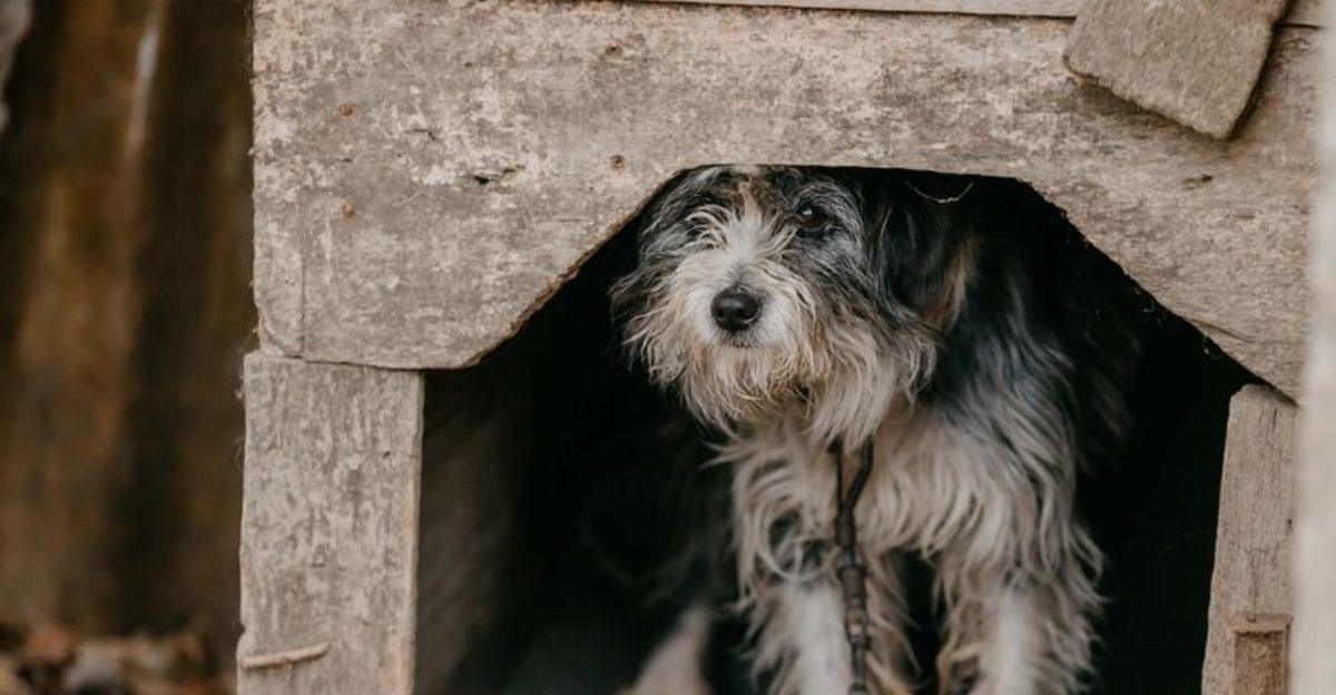 Where Outdoor Dogs Prefer to Sleep: 19 Safe and Cozy Options 1 Where Outdoor Dogs Prefer to Sleep 19 Safe and Cozy Options