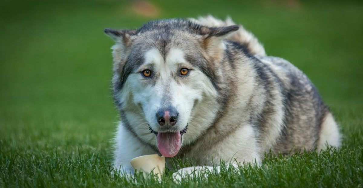10 Dog Breeds That Share DNA Secrets With Wolves, Foxes Or Dingoes 1 10 Dog Breeds That Share DNA Secrets With Wolves Foxes Or Dingoes