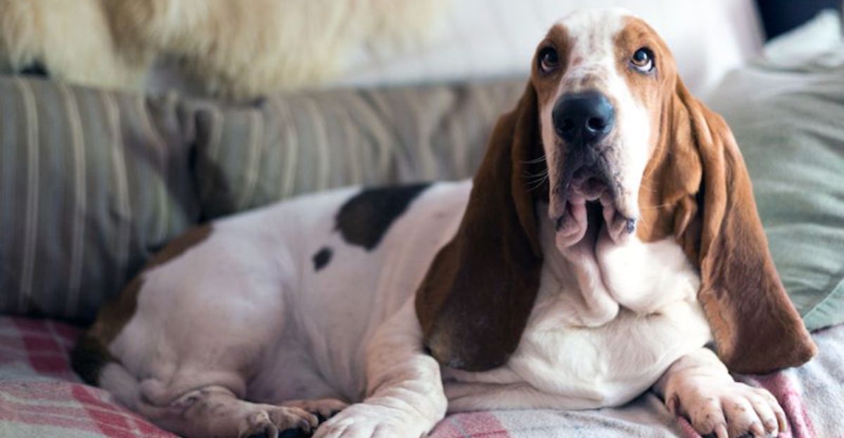 11 Emotional Behaviors You’ll Often See in a Newly Rescued Dog 1 11 Emotional Behaviors Youll Often See in a Newly Rescued Dog