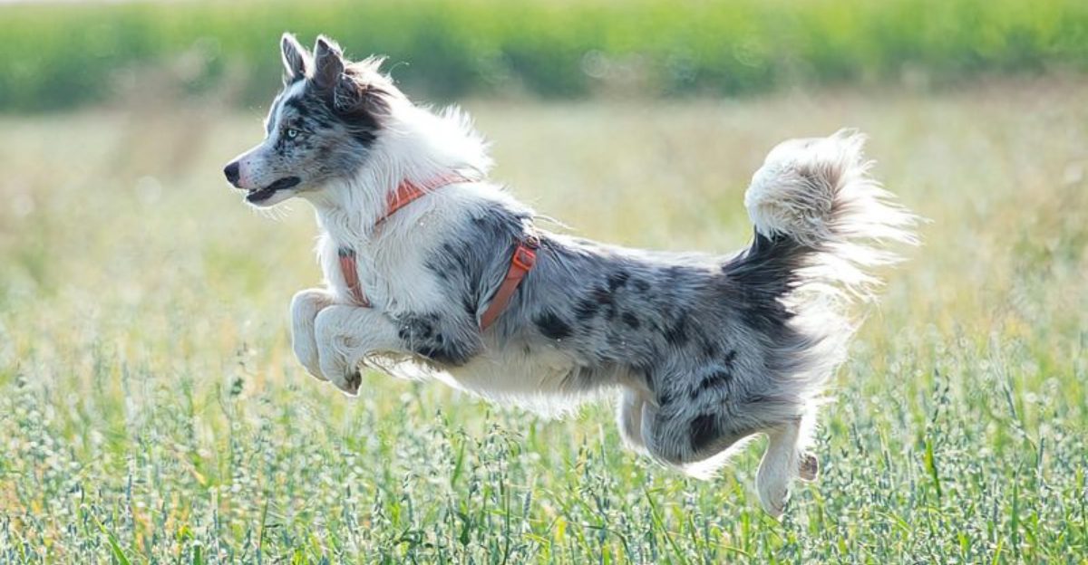 11 High-Energy Dog Types That Will Destroy Your House Without Proper Exercise 1 11 High Energy Dog Types That Will Destroy Your House Without Proper