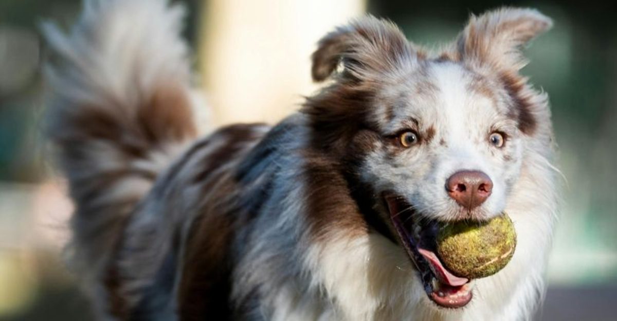 12 Popular Dog Breeds That Many Owners End Up Regretting Choosing 1 12 Popular Dog Breeds That Many Owners End Up Regretting Choosing