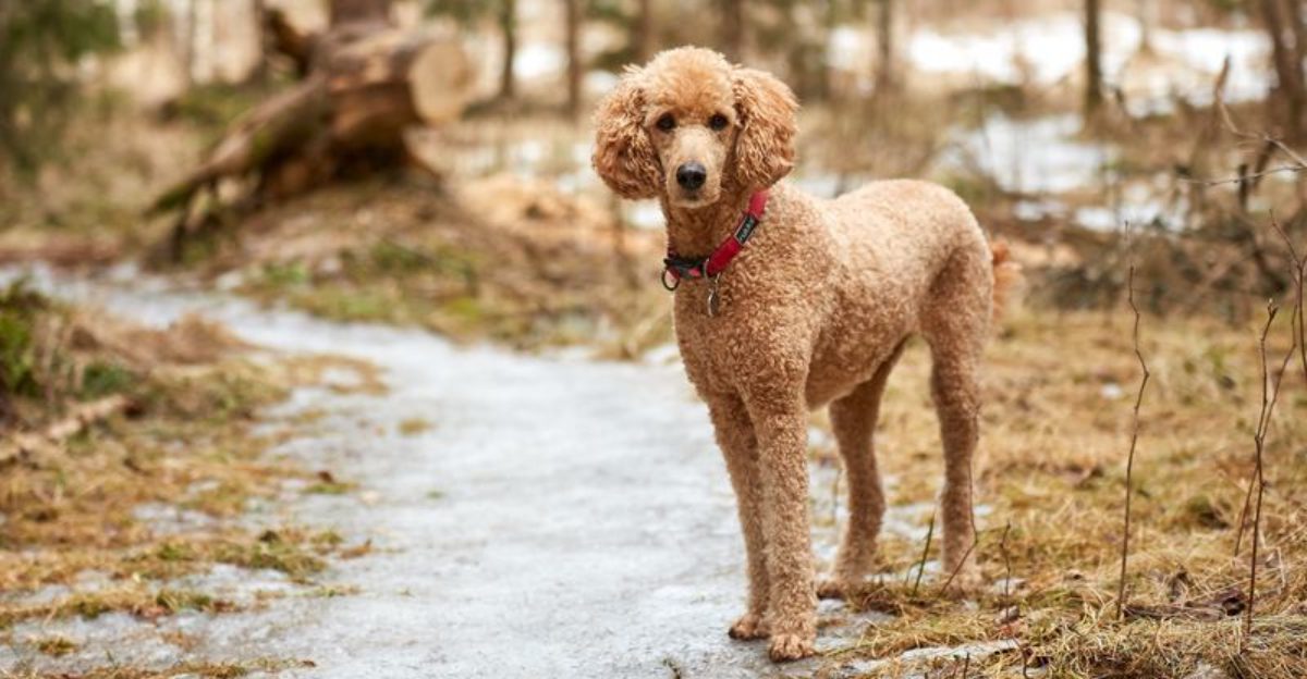 12 Wonderful Low-Shedding Dog Breeds That Are Incredibly Easy to Live With 1 12 Wonderful Low Shedding Dog Breeds That Are Incredibly Easy to Live With