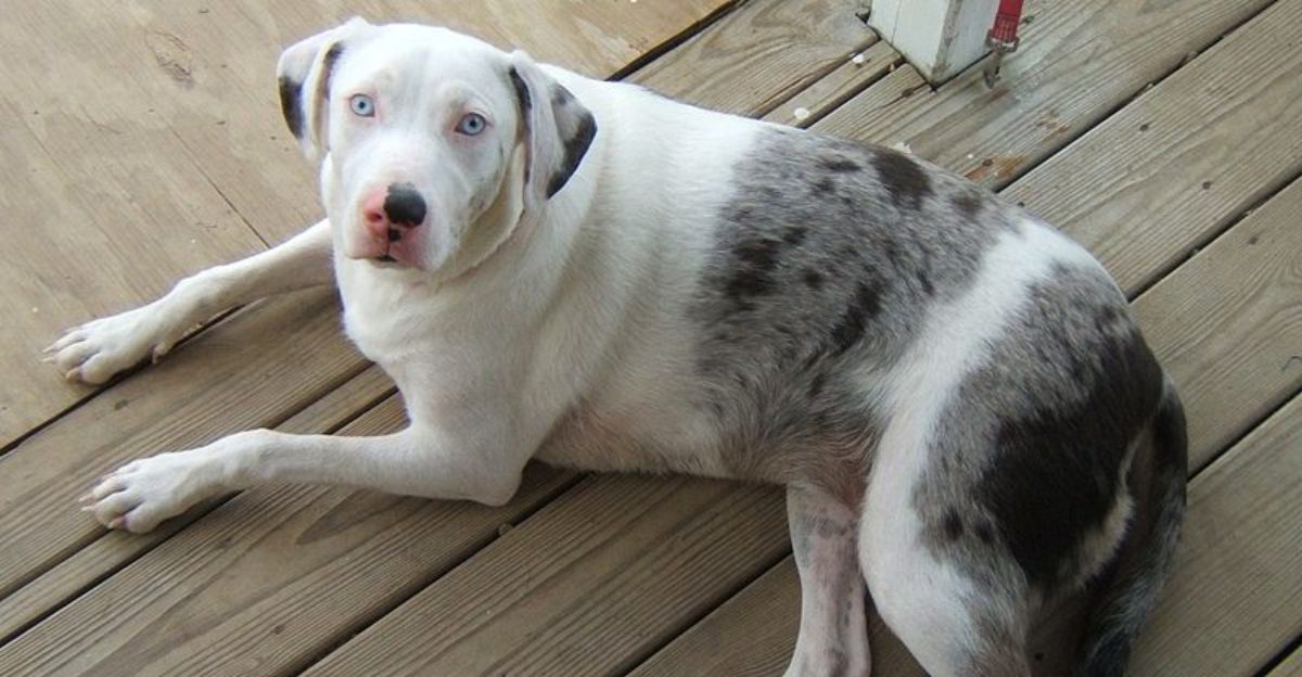 13 Dog Breeds with the Most Inquisitive and Wonderfully Curious Personalities 1 13 Dog Breeds with the Most Inquisitive and Wonderfully Curious Personalities