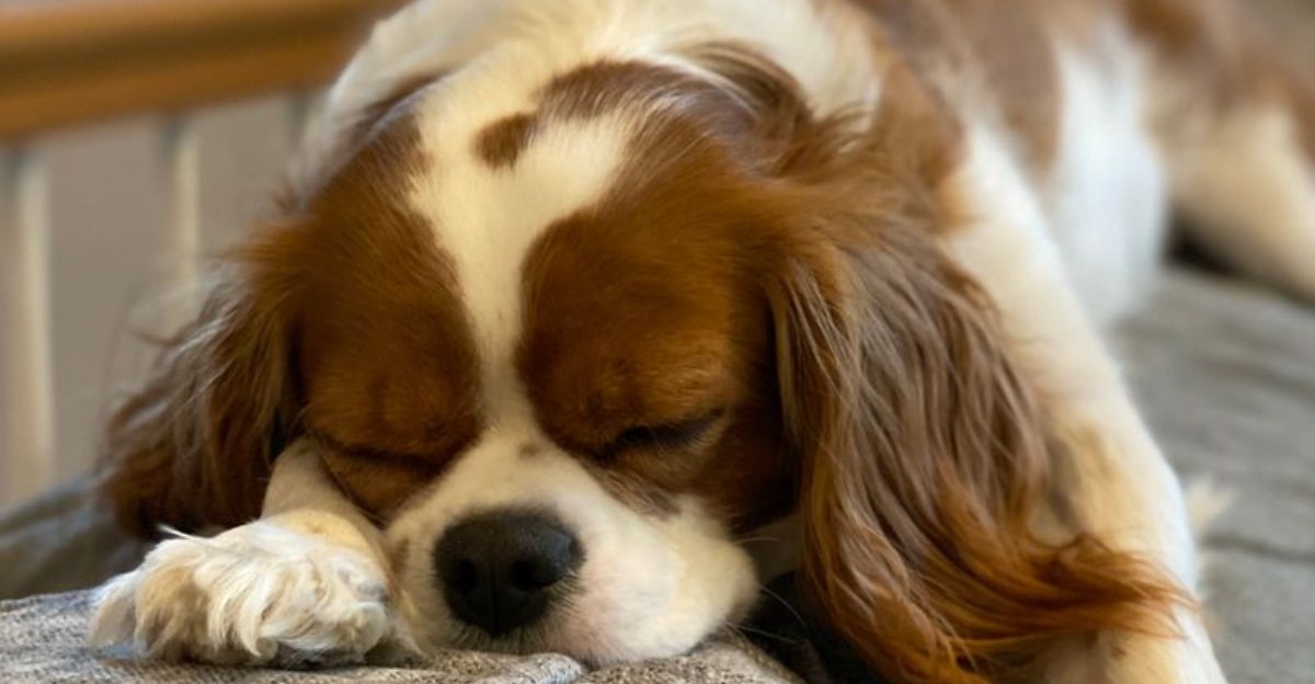 13 Dog Types That Turn Your Sofa Into Their Personal Throne 1 13 Dog Types That Turn Your Sofa Into Their Personal Throne