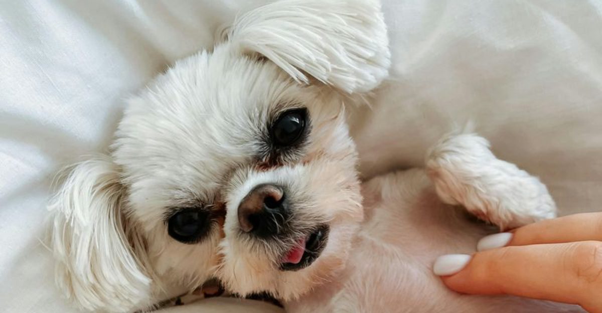 14 Easygoing Dog Breeds Tailor Made for Relax First Owners 1 14 Easygoing Dog Breeds Tailor Made for Relax First Owners