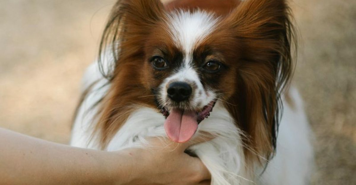 15 Cuddly Dog Breeds That Enjoy Staying Close to Their Owners 1 15 Cuddly Dog Breeds That Enjoy Staying Close to Their Owners