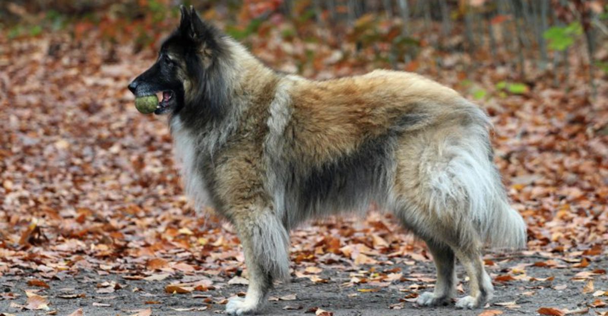 15 Majestic Dog Breeds That Boast Lion-Like Manes 1 15 Majestic Dog Breeds That Boast Lion Like Manes