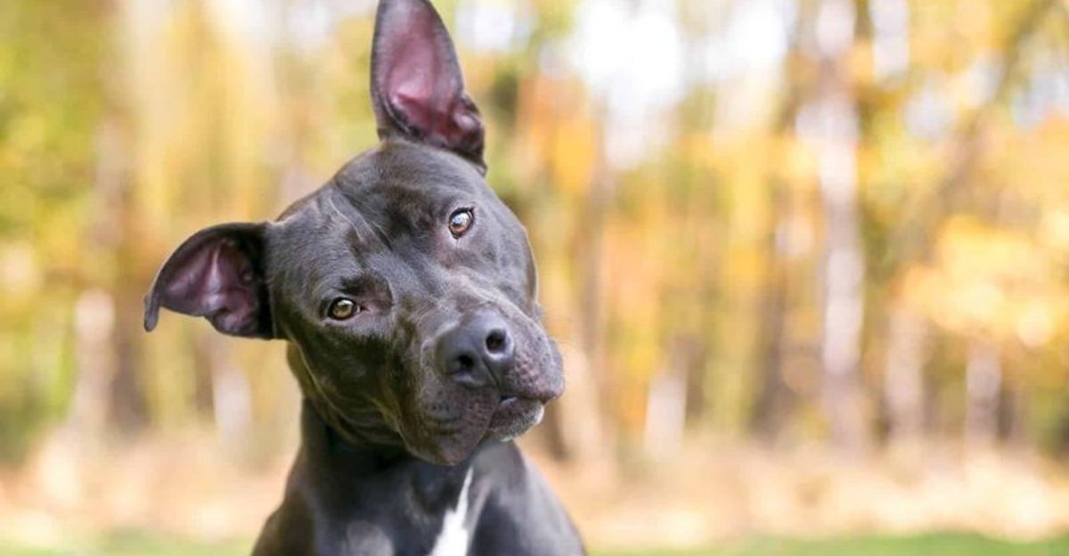 15 Quiet and Remarkably Subtle Ways Dogs Watch Over and Care for Their Humans 1 15 Quiet and Remarkably Subtle Ways Dogs Watch Over and Care for Their Humans