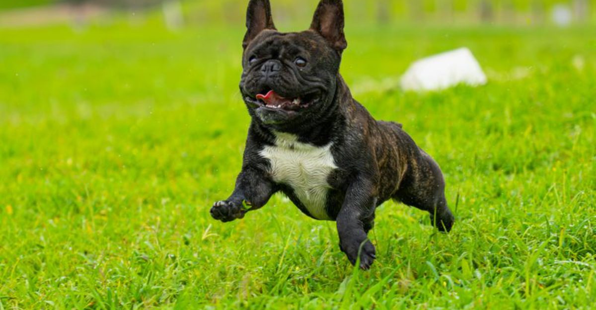 16 Dog Types That Get Hyper-Excited Every Time The Leash Comes Out 1 16 Dog Types That Get Hyper Excited Every Time The Leash Comes Out