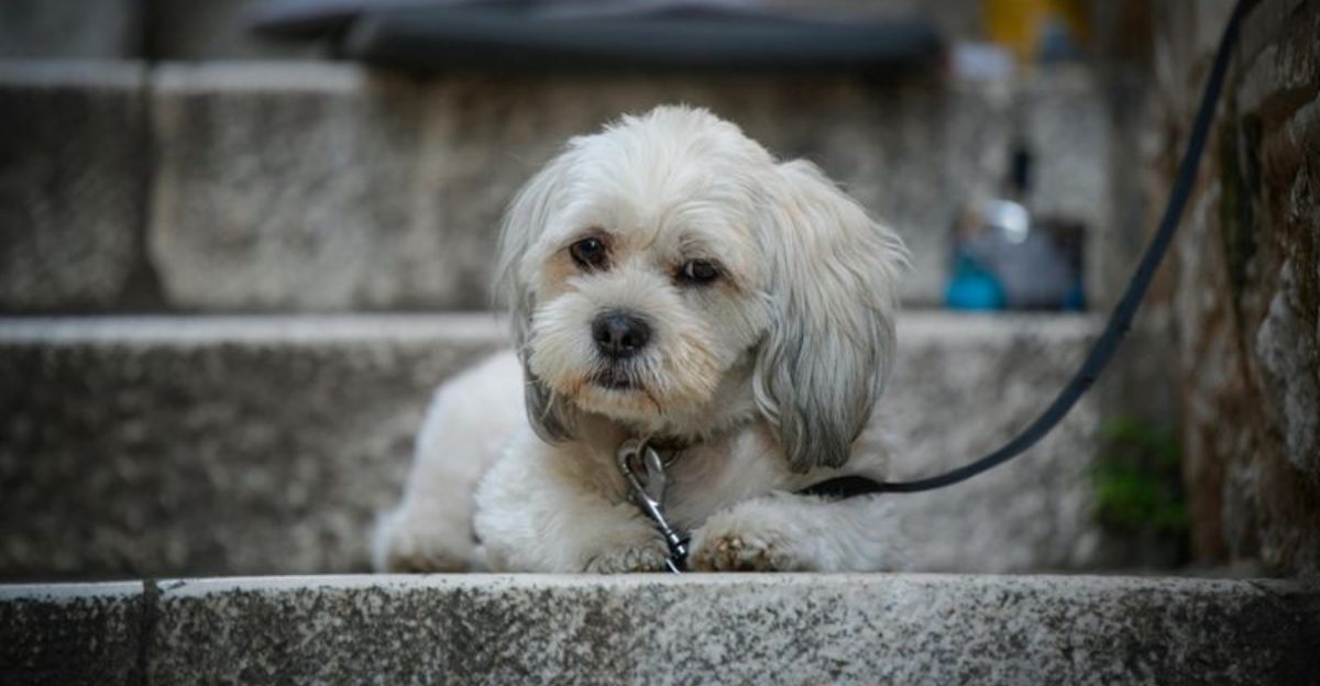 17 Chill Dog Breeds Perfect for Quiet, Relaxed Homes 1 17 Chill Dog Breeds Perfect for Quiet Relaxed Homes