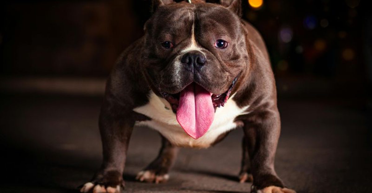 17 Dog Breeds That Are Surprisingly Difficult to Train 1 17 Dog Breeds That Are Surprisingly Difficult to Train