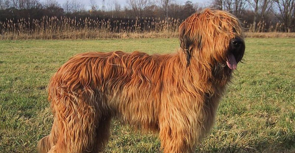17 Dog Breeds That Were Once Popular but Have Slowly Faded from the Spotlight 1 17 Dog Breeds That Were Once Popular but Have Slowly Faded from the Spotlight
