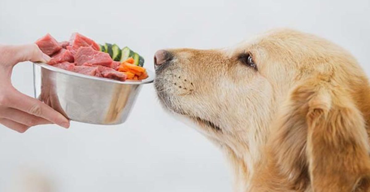 18 Dog Types That Will Do Anything For Food (And Need Strict Portion Control) 1 18 Dog Types That Will Do Anything For Food And Need Strict Portion Control