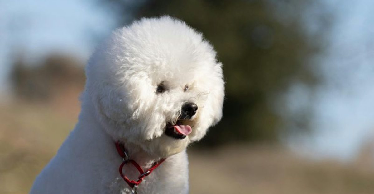 8 Dog Types Whose Breed Names Mean Something Totally Unexpected 1 8 Dog Types Whose Breed Names Mean Something Totally