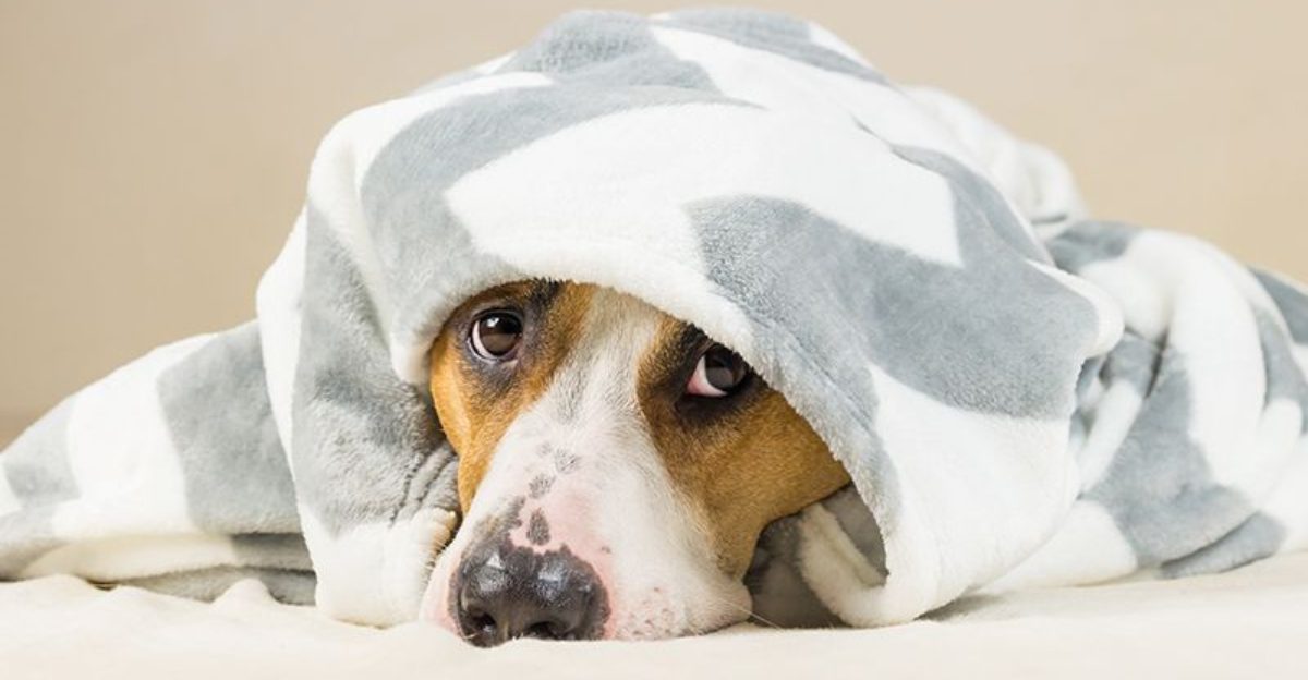 9 Causes of Dog Snapping and How to Prevent It 1 9 Causes of Dog Snapping and How to Prevent It