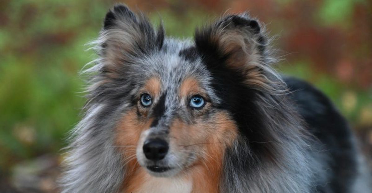 Looking for the Perfect Dog? Here Are 17 Breeds That Instantly Win Hearts 1 Looking for the Perfect Dog Here Are 17 Breeds That Instantly Win Hearts