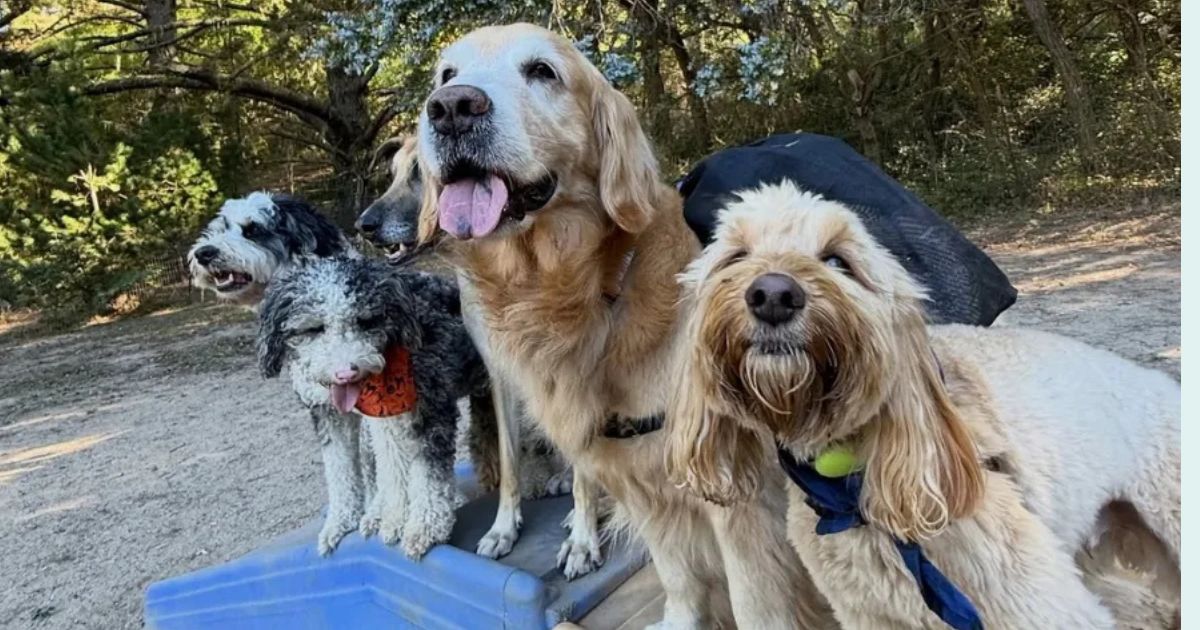 10 Dog Breeds Known for Reading Human Emotions Almost Instantly 1 10 Dog Breeds Known for Reading Human Emotions Almost Instantly