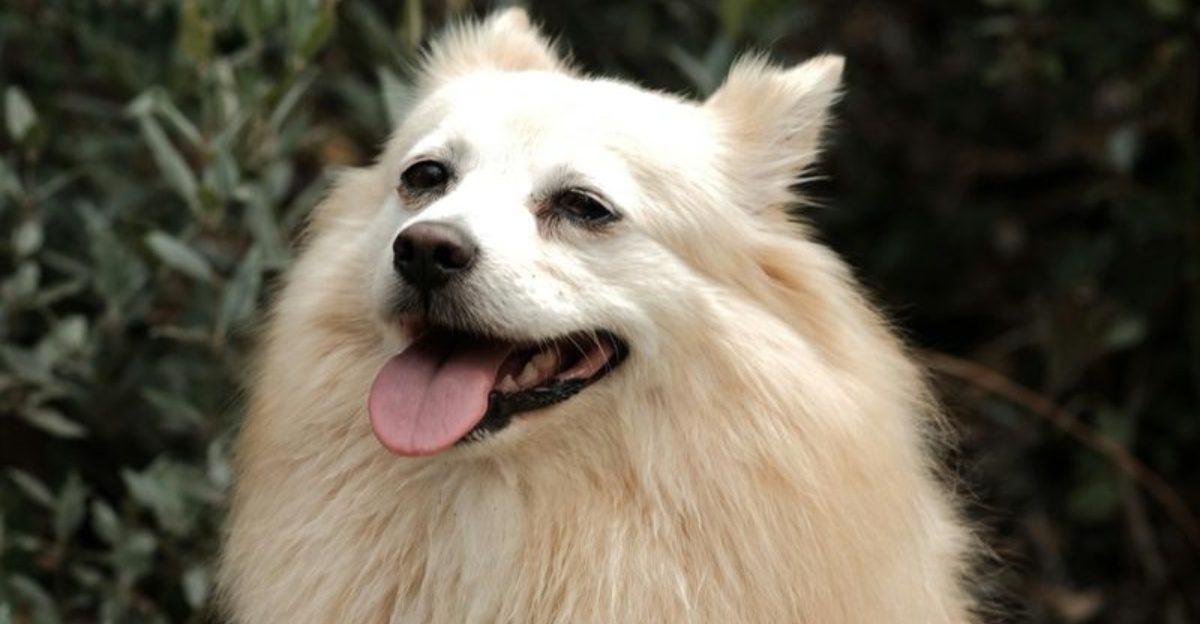 10 Dog Breeds That Lift Your Mood More Than Any Self-Help Book Ever Could 1 10 Dog Breeds That Lift Your Mood More Than Any Self Help Book Ever Could
