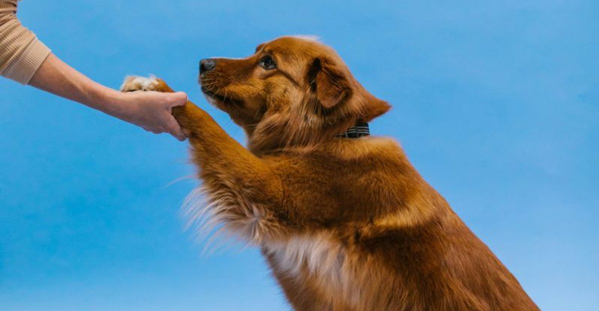 10 Ways Dog Owners Accidentally Confuse Their Dogs With Mixed Messages and Body Language 1 10 Ways Dog Owners Accidentally Confuse Their Dogs With Mixed Messages and Body Language