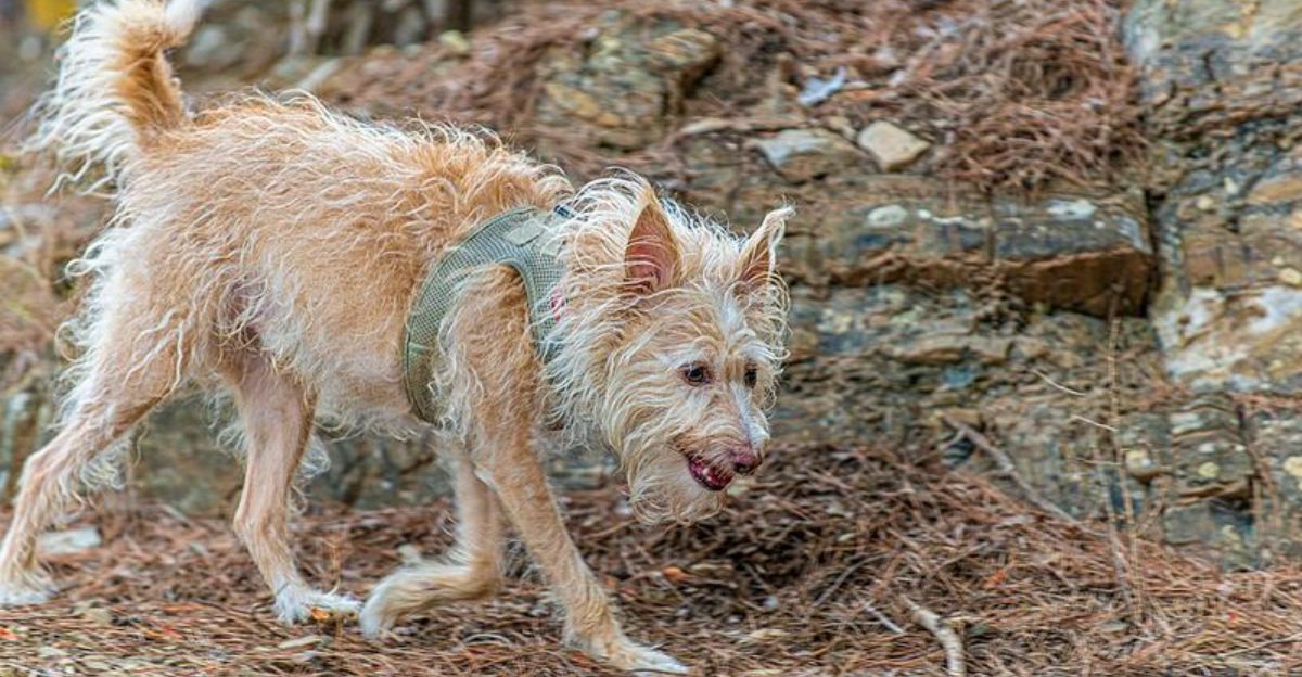 11 Dog Breeds That Can Sense Visitors Long Before the Doorbell Rings 1 11 Dog Breeds That Can Sense Visitors Long Before the Doorbell Rings