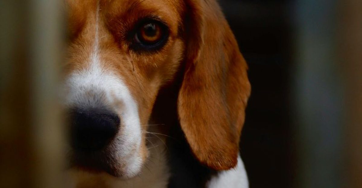 11 Dog Breeds That Have a Whole Strategy Before They Steal a Snack 1 11 Dog Breeds That Have a Whole Strategy Before They Steal a Snack