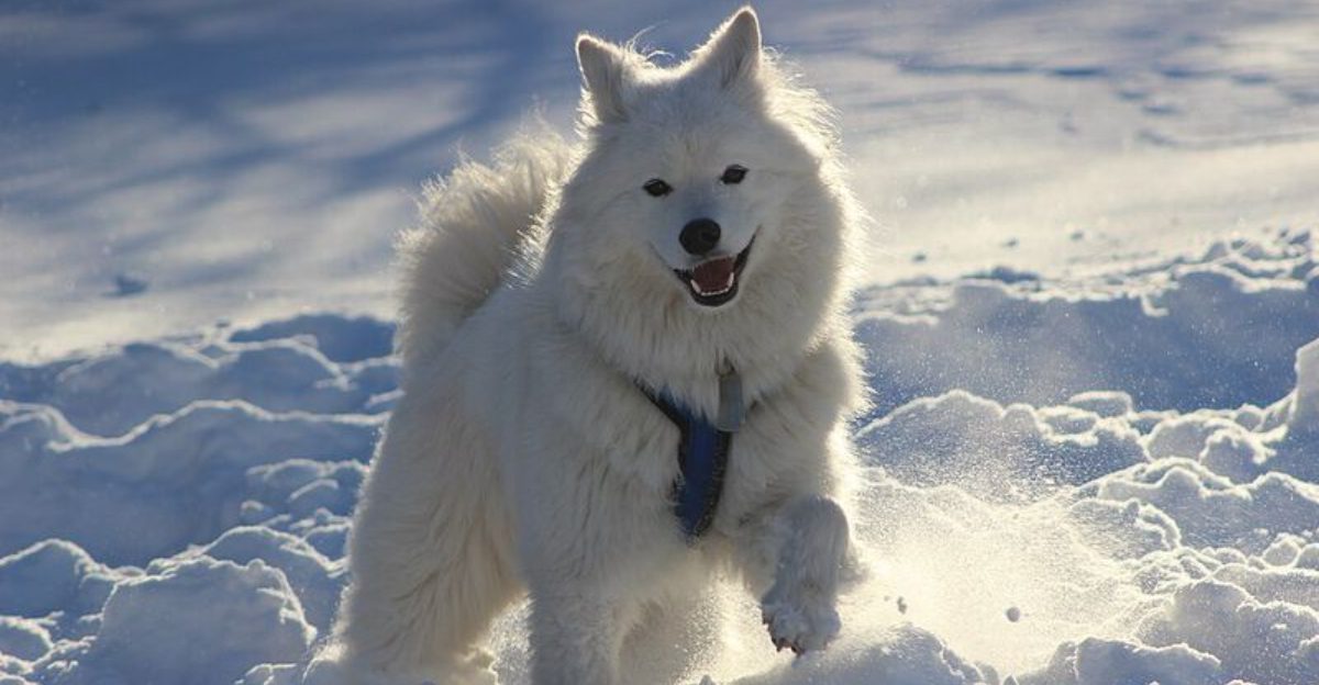 11 Dog Breeds That Pose for Photos Like They’re Born Influencers 1 11 Dog Breeds That Pose for Photos Like Theyre Born Influencers