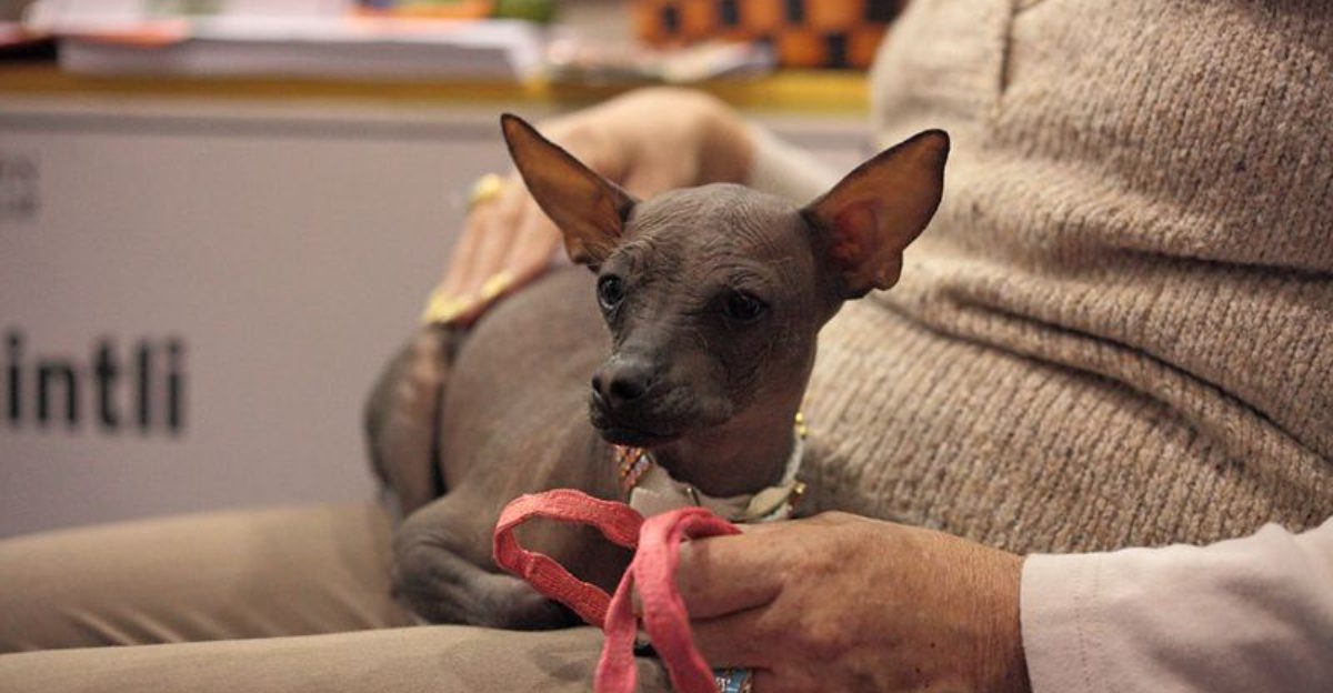 11 Dog Breeds That Were Once Mocked But Are Now Trendy Pets 1 11 Dog Breeds That Were Once Mocked But Are Now Trendy Pets