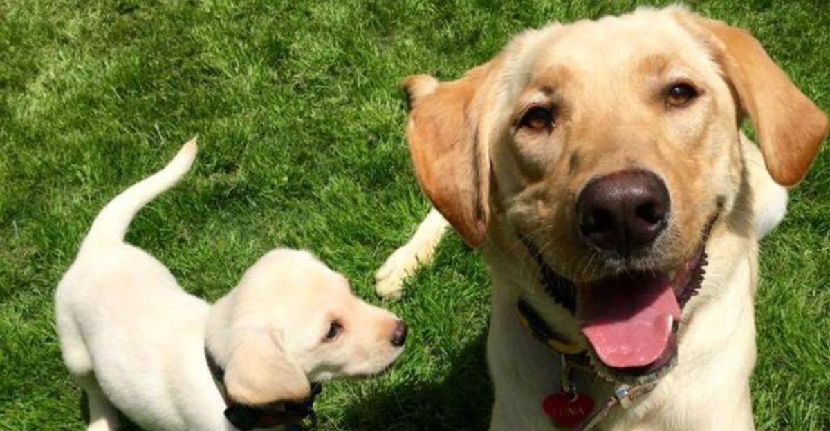 11 Small Training Changes That Make Dogs Calm Down Faster 1 11 Small Training Changes That Make Dogs Calm Down Faster