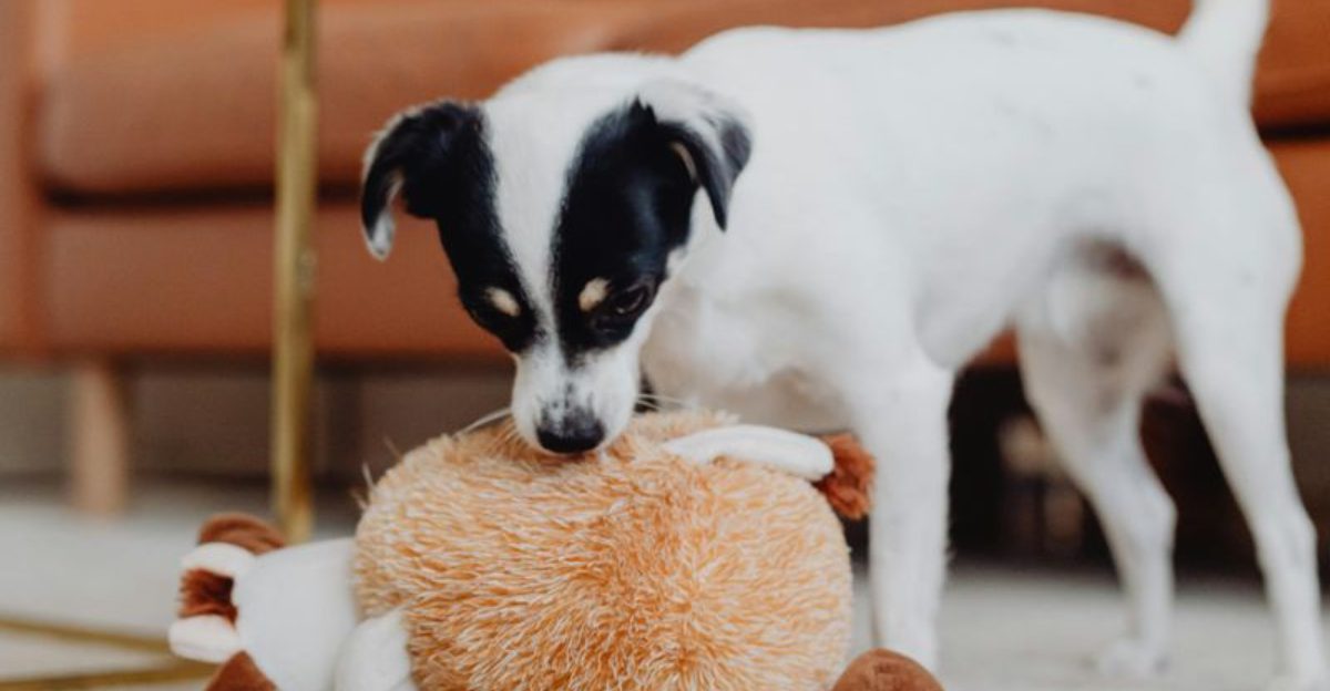 12 Common Human Habits Dogs Quietly Hate (But Tolerate for Your Sake) 1 12 Common Human Habits Dogs Quietly Hate But Tolerate for Your Sake