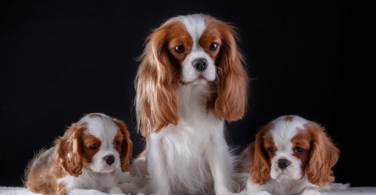 12 Dog Breeds Perfect for Introverts Looking for a Quiet, Loyal Companion 1 12 Dog Breeds Perfect for Introverts Looking for a Quiet Loyal Companion