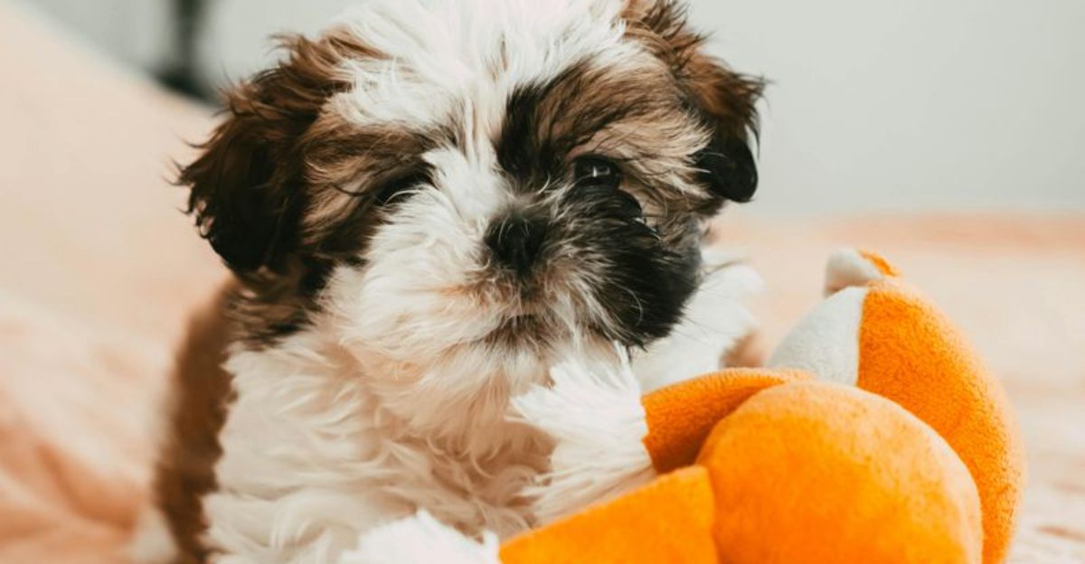 12 Dog Breeds That Bring Calm and Comfort to Overwhelmed Teens 1 12 Dog Breeds That Bring Calm and Comfort to Overwhelmed Teens