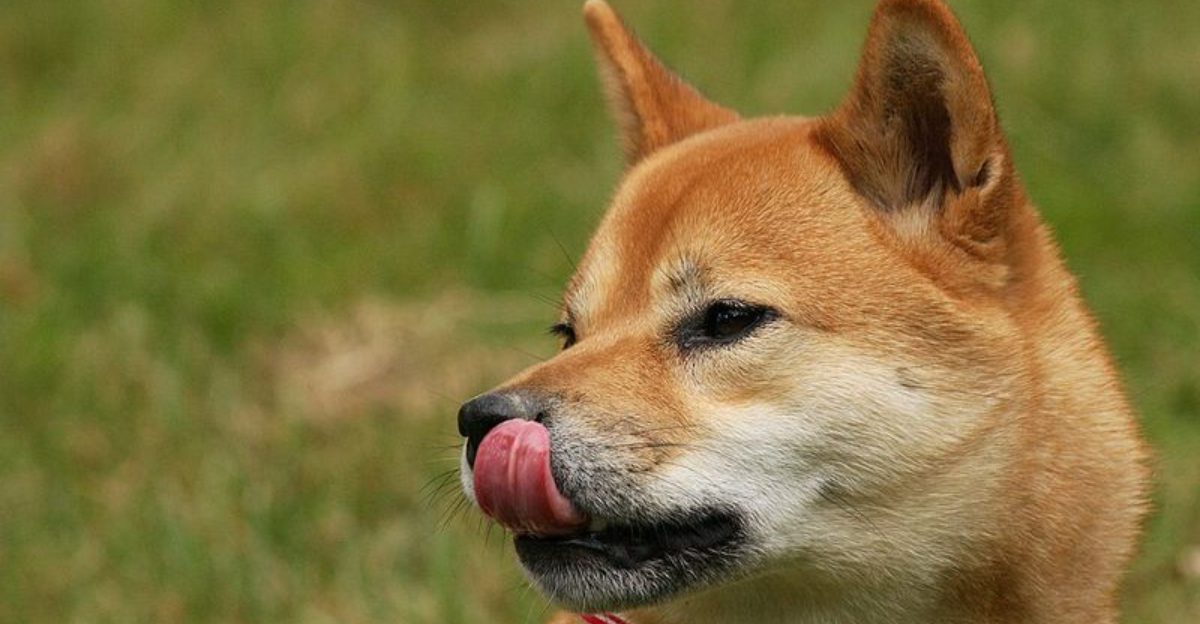 12 Dog Breeds That Need Stricter Feeding Routines Than Most Owners Realize 1 12 Dog Breeds That Need Stricter Feeding Routines Than Most Owners Realize